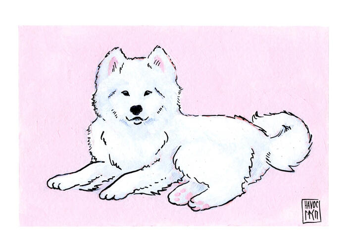 Pet - traditional